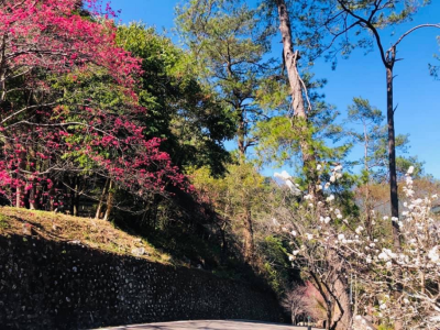 八仙山國家森林遊樂區園區內櫻花景1